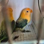 Fischeri opaline (euwing), Meerdere dieren, Dwergpapegaai of Agapornis, Geringd