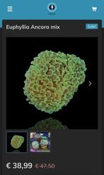 Mooi Euphyllia Ancora, Overige typen, Zoutwatervis