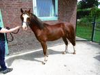 Een mooie en grote 3j welsh pony. ca 1.35, Gechipt, Ruin, Dressuurpony, 3 tot 6 jaar