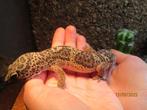 Luipaardgekko man 1,5 jaar, Dieren en Toebehoren, Reptielen en Amfibieën, Hagedis, Tam, 0 tot 2 jaar