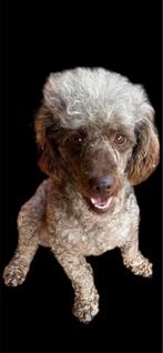 Toy/dwerg poedel dekreu, Dieren en Toebehoren, Honden | Dekreuen, Particulier, Rabiës (hondsdolheid), Reu, 1 tot 2 jaar