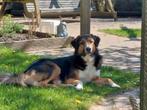 Dag oppas gezocht hond omg. Assen, 6 jaar of ouder, Reu, Eén hond, Nederland