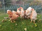 Wyandotte hanen geel wit gezoomd, Dieren en Toebehoren, Mannelijk, Kip