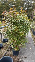 Glansmispel Photinia redrobin, Tuin en Terras, Planten | Bomen, Ophalen, Lente, Volle zon, Overige soorten