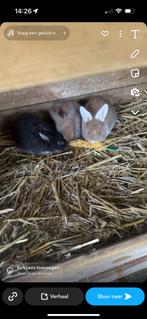 Dwerg/ Franse hangoor jonge konijntjes, Dieren en Toebehoren, Konijnen, Geslacht onbekend, Dwerg, 0 tot 2 jaar, Hangoor