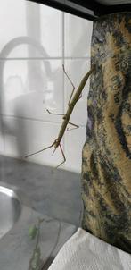 Indische wandelende takken, Wandelende tak