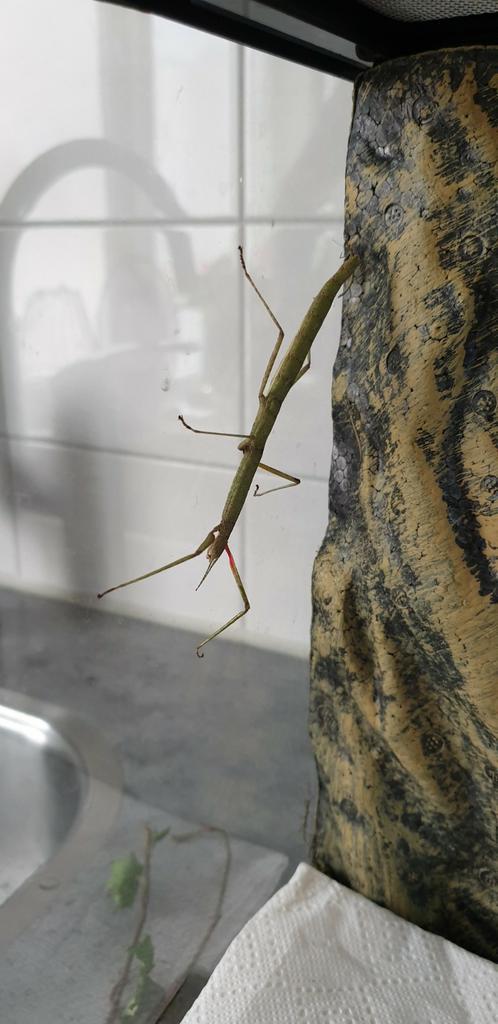 Indische wandelende takken, Dieren en Toebehoren, Insecten en Spinnen, Wandelende tak