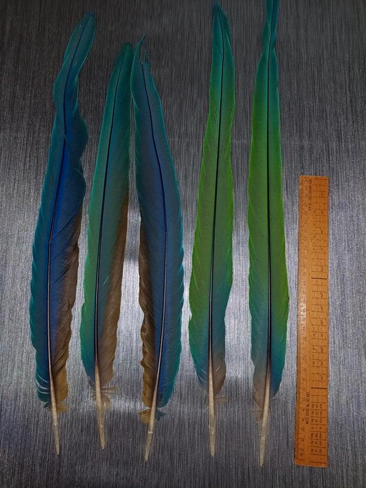 Veren van Ara, Dieren en Toebehoren, Vogels | Toebehoren, Nieuw, Ophalen of Verzenden