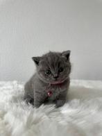 Prachtige britse korthaar blauw  kittens, Dieren en Toebehoren, Katten en Kittens | Raskatten | Korthaar, Ontwormd