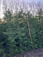 Leylandii coniferen, Haag, Conifeer, Ophalen, 100 tot 250 cm
