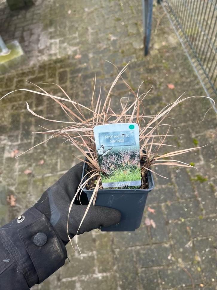 Siergras - Miscanthus sinensis 'Red Chief', Tuin en Terras, Planten | Tuinplanten, Vaste plant, Siergrassen, Volle zon, Herfst