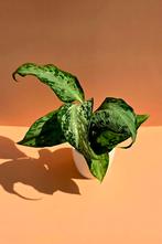 Dieffenbachia ‘Snow’ - babyplant, Ophalen of Verzenden, Overige soorten, Minder dan 100 cm