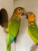 GEZOCHT St. Thomas parkiet en Surinama, Dieren en Toebehoren, Vogels | Parkieten en Papegaaien, Meerdere dieren, Parkiet, Geringd