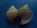 Schelpen: Galeodea leucodoma Dall f++/g 50-54mm, Verzenden, Schelp(en)