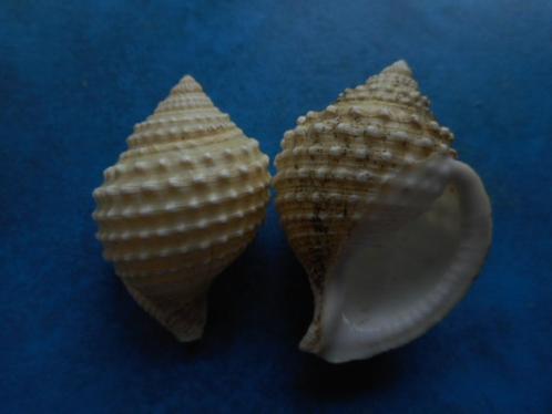 Schelpen: Galeodea leucodoma Dall f++/g 50-54mm, Verzamelen, Mineralen en Fossielen, Schelp(en), Verzenden