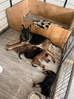Herhalingsnest van super combinatie x Mechelse Herder, Dieren en Toebehoren, Honden | Herdershonden en Veedrijvers, 8 tot 15 weken