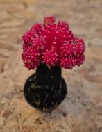 Cactus Gymnocalycium Mihanovichii p7, Huis en Inrichting, Kamerplanten, Ophalen of Verzenden, Cactus, Volle zon, Minder dan 100 cm