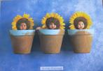 Anne Geddes nr. A121 - Sunflower trio - 1999 - nieuw, Verzamelen, Ansichtkaarten | Themakaarten, Verzenden, 1980 tot heden, Ongelopen