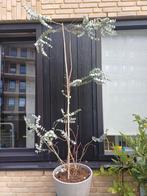 Eucalyptus boompje 180cm inc. pot, Tuin en Terras, Planten | Bomen, Ophalen, Volle zon, Overige soorten, 100 tot 250 cm