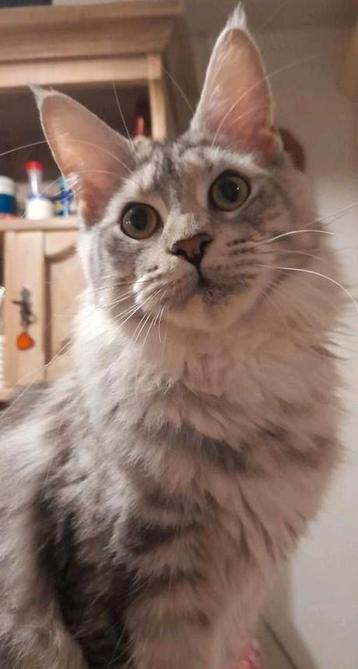 Heel mooie Maine Coon poes met stamboom  beschikbaar voor biedingen