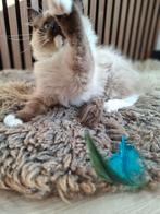 Raszuivere traditionele Ragdoll kittens met Stamboom, Dieren en Toebehoren, Meerdere dieren, Gechipt, 0 tot 2 jaar