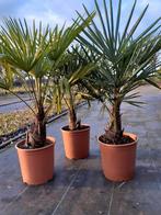 Trachycarpus  Fortunei., Tuin en Terras, Planten | Bomen, Ophalen, Palmboom