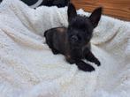 Cairn Terrier pup 4 maanden, 15 weken tot 1 jaar, Meerdere, Nederland, Fokker | Hobbymatig