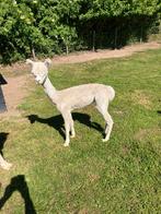 Alpaca hengstje, Dieren en Toebehoren, Overige Dieren, Mannelijk