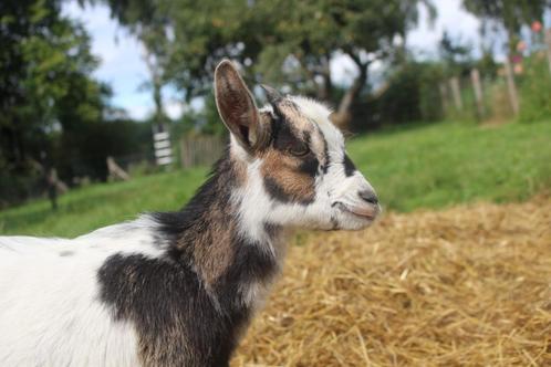 Gecastreerd dwergbokje, Dieren en Toebehoren, Schapen, Geiten en Varkens, Geit, Mannelijk, 0 tot 2 jaar