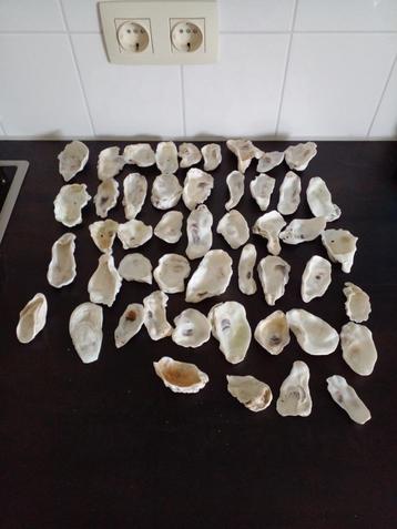 45 x Oesterschelpen maat M/L gewassen/gespoeld €. 25,- beschikbaar voor biedingen
