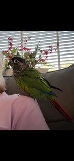 Gezocht liefdevol huis voor mijn 2 Pyrhurra’s, Dieren en Toebehoren, Geslacht onbekend, Dwergpapegaai of Agapornis, Geringd