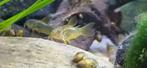 Baby corydoras gold stripe, Dieren en Toebehoren, Vissen | Aquariumvissen, Vis, Zoetwatervis