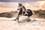 Lieve tinker ruin te koop, Dieren en Toebehoren, Paarden