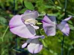 Zaden lathyrus nimbus, Tuin en Terras, Verzenden, Volle zon