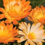 Zaden Calendula officinalis Oopsy Daisy, Verzenden, Volle zon