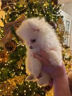 3 prachtige pomeriaan pups, Dieren en Toebehoren, Honden | Poolhonden, Keeshonden en Oertypen, Rabiës (hondsdolheid), Overige rassen