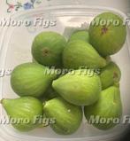 Vijgenboom 1 meter hoog 3 jaar oud, Ophalen, Lente, Volle zon, In pot