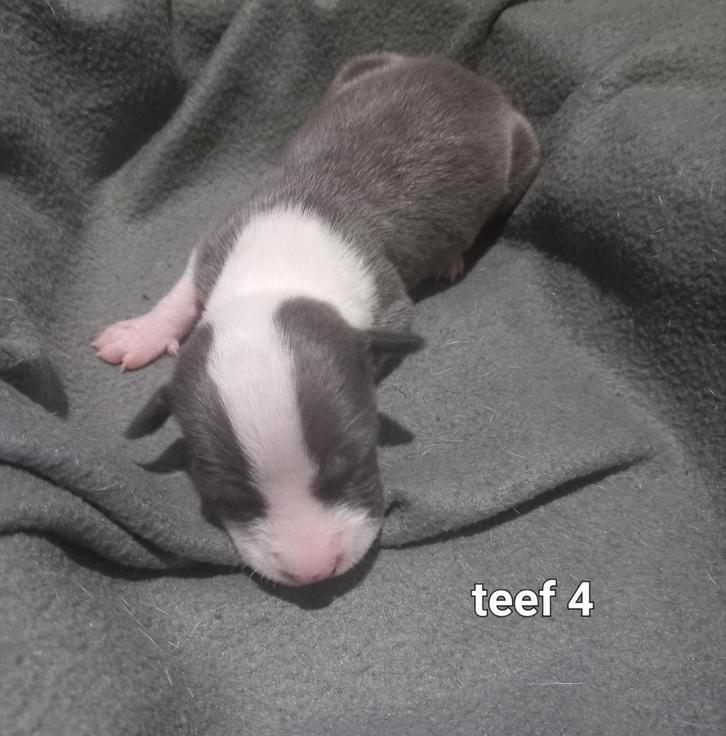 Amerikaanse stafford pups, Dieren en Toebehoren, Honden | Jack Russells en Terriërs, Meerdere dieren, American Staffordshire Terriër