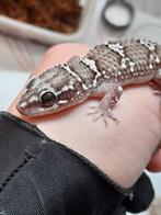 Hemidactylus gekko's, Dieren en Toebehoren, Reptielen en Amfibieën, Hagedis, 0 tot 2 jaar
