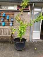 CITROEN BOOM, Overige soorten, 250 tot 400 cm, Zomer, Ophalen