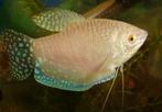 Parelmoer Goerami white XXL, Vis, Zoetwatervis, Schoolvis