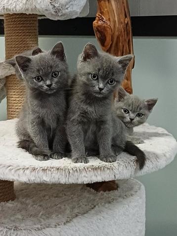 Leuke Brits Korthaar x Ragdoll kittens beschikbaar voor biedingen