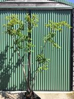 Amelanchier lamarckii meerstammig  150 cm of 200cm, Halfschaduw, Overige soorten, Lente, 100 tot 250 cm
