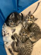 Lieve kittens zoeken een gouden mandje, Dieren en Toebehoren, Poes, Ontwormd, 0 tot 2 jaar