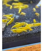 Prachtige Neocaridina “Yellow neon backstripe” garnalen, Kreeft, Krab of Garnaal