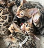 Super lieve volbloed bengaal kittens katertjes beschikbaar., Dieren en Toebehoren, Katten en Kittens | Raskatten | Korthaar, Meerdere dieren