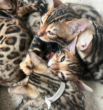 Super lieve volbloed bengaal kittens katertjes beschikbaar.  beschikbaar voor biedingen