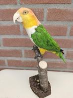 Prachtige nieuw opgezette roestkopcaique, Verzamelen, Dierenverzamelingen, Ophalen of Verzenden, Nieuw, Vogel, Opgezet dier