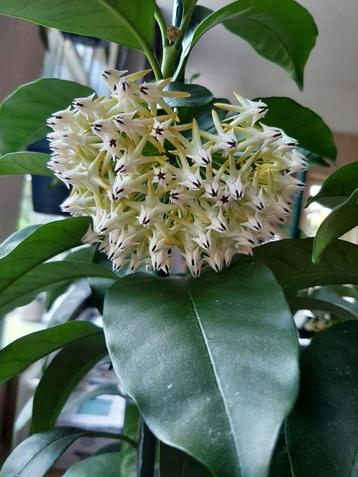 Hoya Multiflora geworteld stekje beschikbaar voor biedingen