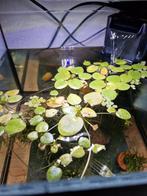 Drijfplanten voor in het aquarium, Ophalen, Plant(en), Steen of Hout